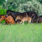 Caii din pădurea Letea, de la mit la realitate