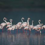 La pas prin Dobrogea: o zi printre Flamingo